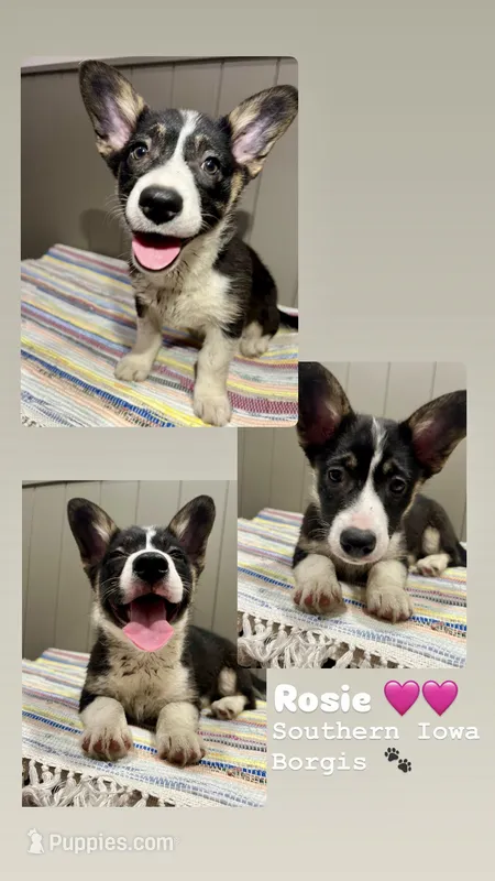 Rosie  – Border Collie, Pembroke Welsh Corgi puppy for sale in Leon, IA