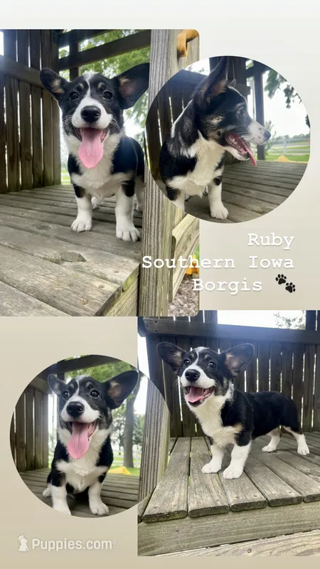Ruby – Border Collie, Pembroke Welsh Corgi puppy for sale in Leon, IA