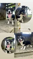 Ruby, a female Border Collie and Pembroke Welsh Corgi for sale in Leon, IA – 1 of 7