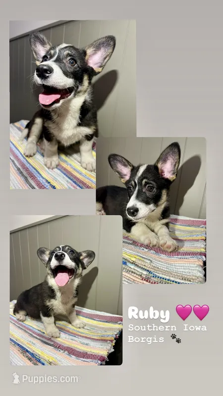 Ruby – Border Collie, Pembroke Welsh Corgi puppy for sale in Leon, IA