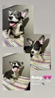 Ruby, a female Border Collie and Pembroke Welsh Corgi for sale in Leon, IA – 2 of 7