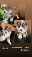 Remi, a female Border Collie and Pembroke Welsh Corgi for sale in Leon, IA – Photo 1 of 3