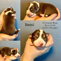 Remi, a female Border Collie and Pembroke Welsh Corgi for sale in Leon, IA – Photo 2 of 3