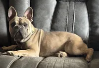 Sancho, a male French Bulldog for sale in Gadsden, AL – Photo 1 of 3