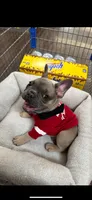 Sancho, a male French Bulldog for sale in Gadsden, AL – Photo 3 of 3