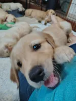 Bun Bun, a male Golden Retriever for sale in Spokane, WA – 5 of 5