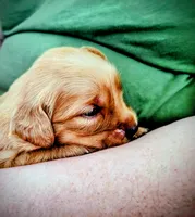 Chip, a female Golden Retriever for sale in Spokane, WA – 9 of 10