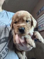 Chip, a female Golden Retriever for sale in Spokane, WA – 10 of 10