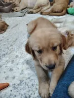 Cruller, a male Golden Retriever for sale in Spokane, WA – 2 of 2