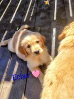 Eclair, a female Golden Retriever for sale in Spokane, WA – 2 of 3