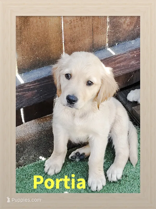 Portia – Golden Retriever puppy for sale in Spokane, WA