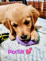Portia, a female Golden Retriever for sale in Spokane, WA – 3 of 3