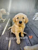 Boston Cream, a male Golden Retriever for sale in Spokane, WA – 1 of 8