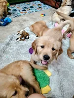 Bluey, a male Golden Retriever for sale in Spokane, WA – 2 of 3