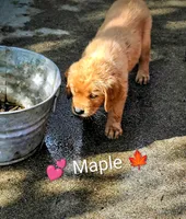 Maple, a female Golden Retriever for sale in Spokane, WA – 4 of 7