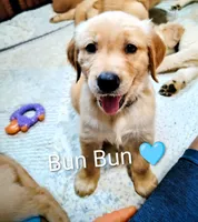 Bun Bun, a male Golden Retriever for sale in Spokane, WA – 3 of 5
