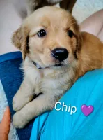 Chip, a female Golden Retriever for sale in Spokane, WA – 1 of 10