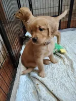 Maple, a female Golden Retriever for sale in Spokane, WA – 5 of 7