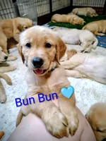 Bun Bun, a male Golden Retriever for sale in Spokane, WA – 1 of 5