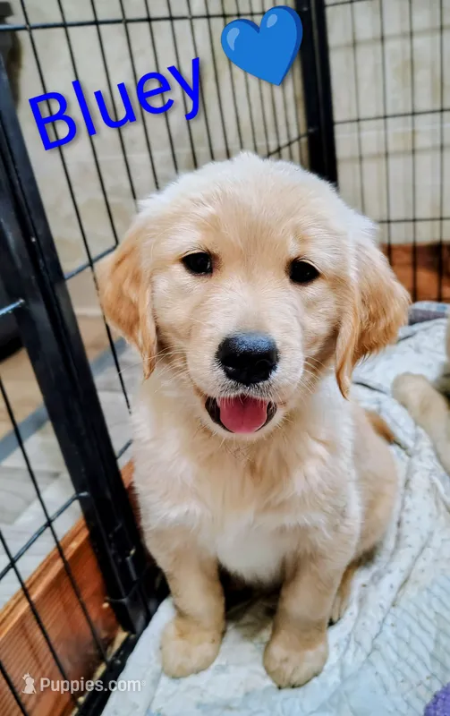 Bluey – Golden Retriever puppy for sale in Spokane, WA
