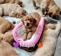 Maple, a female Golden Retriever for sale in Spokane, WA – 2 of 7