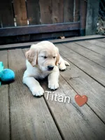 Titan, a male Golden Retriever for sale in Spokane, WA – 2 of 3
