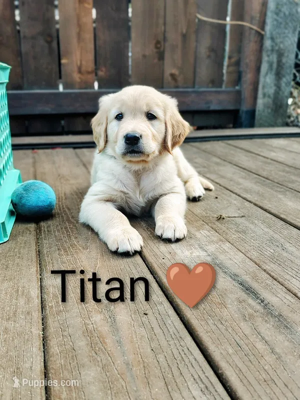 Titan – Golden Retriever puppy for sale in Spokane, WA