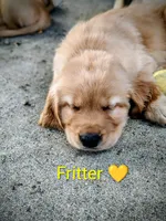 Fitter, a male Golden Retriever for sale in Spokane, WA – 3 of 3