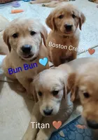 Titan, a male Golden Retriever for sale in Spokane, WA – 3 of 3