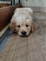 Bluey, a male Golden Retriever for sale in Spokane, WA – 3 of 3