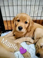 Maple, a female Golden Retriever for sale in Spokane, WA – 6 of 7