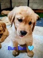 Bun Bun, a male Golden Retriever for sale in Spokane, WA – 2 of 5