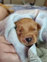 Chip, a female Golden Retriever for sale in Spokane, WA – 6 of 10