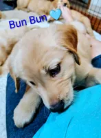 Bun Bun, a male Golden Retriever for sale in Spokane, WA – 4 of 5