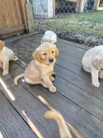 Boston Cream, a male Golden Retriever for sale in Spokane, WA – 5 of 8