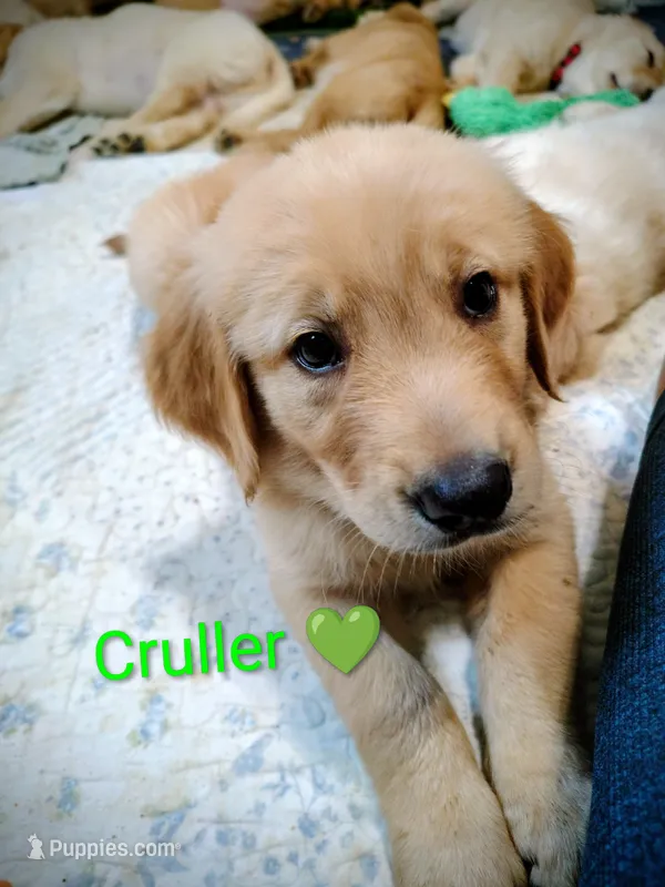 Cruller – Golden Retriever puppy for sale in Spokane, WA