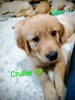 Cruller, a male Golden Retriever for sale in Spokane, WA – 1 of 2
