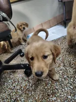 Boston Cream, a male Golden Retriever for sale in Spokane, WA – 8 of 8