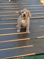 Boston Cream, a male Golden Retriever for sale in Spokane, WA – 7 of 8
