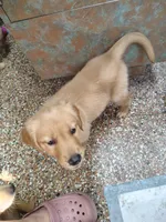 Boston Cream, a male Golden Retriever for sale in Spokane, WA – 6 of 8