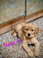 Maple, a female Golden Retriever for sale in Spokane, WA – 3 of 7