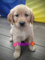 Maple, a female Golden Retriever for sale in Spokane, WA – 1 of 7