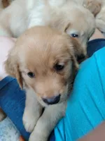 Chip, a female Golden Retriever for sale in Spokane, WA – 3 of 10