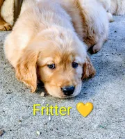 Fitter, a male Golden Retriever for sale in Spokane, WA – 1 of 3
