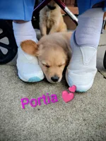 Portia, a female Golden Retriever for sale in Spokane, WA – 2 of 3