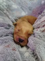Chip, a female Golden Retriever for sale in Spokane, WA – 5 of 10