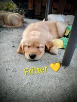 Fitter, a male Golden Retriever for sale in Spokane, WA – 2 of 3