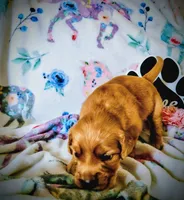 Chip, a female Golden Retriever for sale in Spokane, WA – 7 of 10