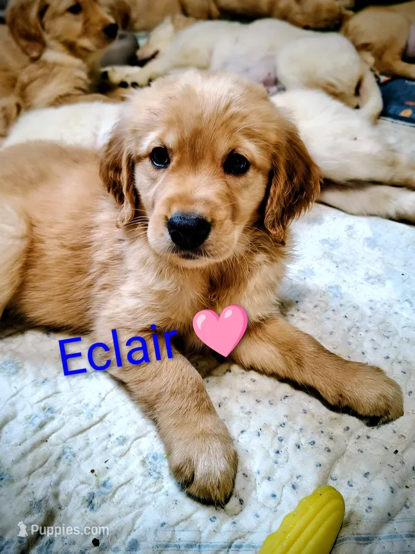 Eclair – Golden Retriever puppy for sale in Spokane, WA