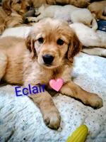 Eclair, a female Golden Retriever for sale in Spokane, WA – 1 of 3